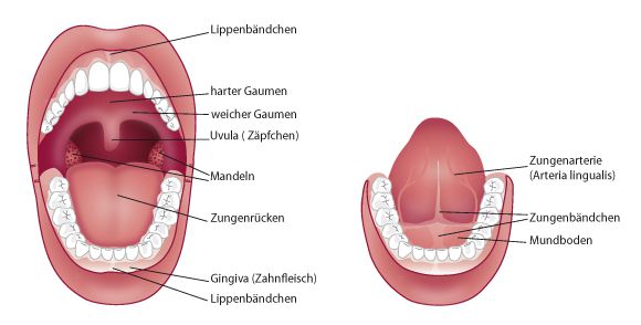 Freins labial et lingual